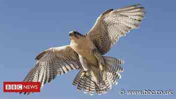 Clee Hill: Peregrine falcons killed with poisoned pigeon