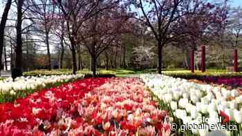 Canadian Tulip Festival springs up on online this year