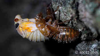 What are cicadas? Answers to common Brood X questions