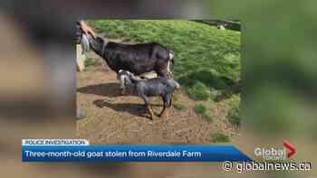 Toronto police investigate baby goat stolen from Riverdale Farm
