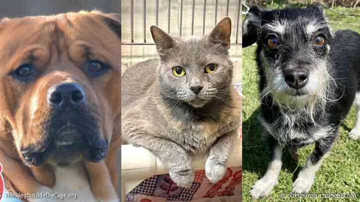 Furry Tails: Benz, Lil Girl And Julie Are Waiting For Forever Homes