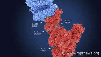Is the variant from India most contagious coronavirus mutant on the planet? - Minnesota Public Radio News