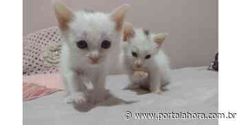 Cerca de 50 gatos serão esterilizados no próximo sábado (08) em Imbituba pelo Centro de Bem-estar Animal do município - Portal AHora