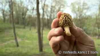 Morel mushrooms and wild garlic: What to forage in Minnesota right now