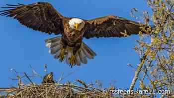 2 bald eagles found shot to death near Blackduck