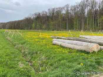 Aufforstung des Stadtwaldes: Wo in der Nähe von Giengen jetzt 2000 Bäume gesetzt wurden - Heidenheimer Zeitung