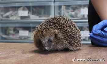 Lancashire sanctuary's plea to help hedgehogs waking from hibernation