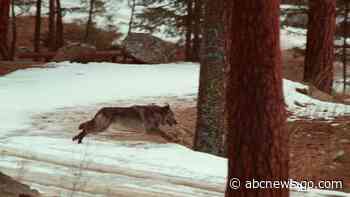 Bill to kill up to 90% of Idaho wolves signed by governor
