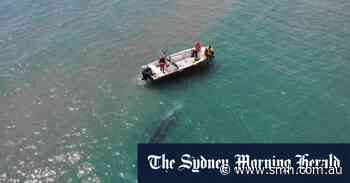 Experts baffled by rare grey whale lost in the Med