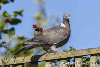 Letter: Why has there been a great pigeon invasion?