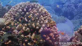 Indonesia coral reef partially restored in extensive project