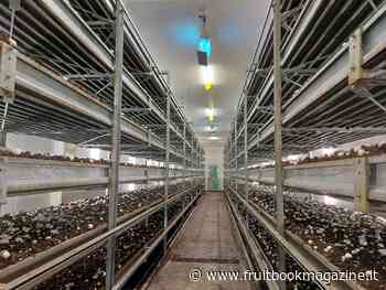 Modena Funghi entra in Verde Intesa con Agricola Rinaldi - Fruitbook Magazine