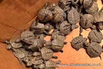 More than 800 turtles rescued from storm drains - St Helens Star