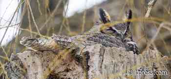 Londoners asked to decide which bird will represent the Forest City - London Free Press (Blogs)