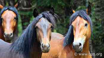 Forest Service to reduce wild horse population in Ochocos - OPB News