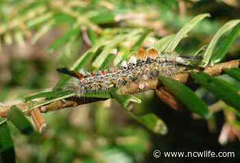 Tussock moth infestation dies out after damaging 7,000 NCW forest acres - NCWLIFE News