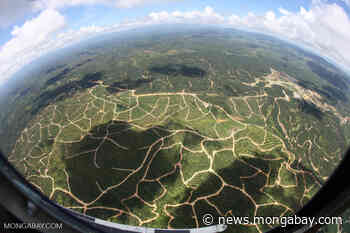 Belgium-sized swath of forest faces the chop from Indonesian palm oil - Mongabay.com