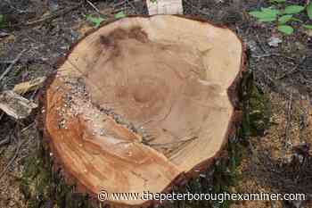 Opinion | Time running out to protect Catchacoma old-growth forest - ThePeterboroughExaminer.com