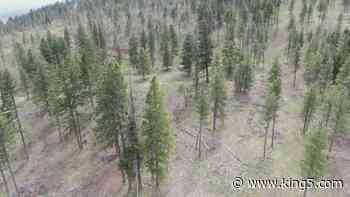 Insects and fungus raise concerns in Washington's annual forest health checkup - KING5.com