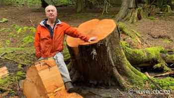 Tree poaching on Vancouver Island prompts spike in forest patrols - CBC.ca