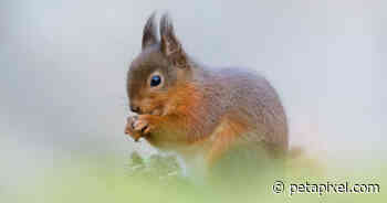 Photographing Red Squirrels from a Hide in an Irish Forest - PetaPixel