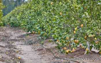 Mexico: Forest fires, potential strike threaten lemon harvests - Fresh Fruit Portal