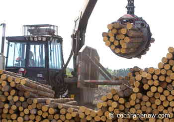 Cutting red tape will help grow forest sector, says AFPA - CochraneNow.com