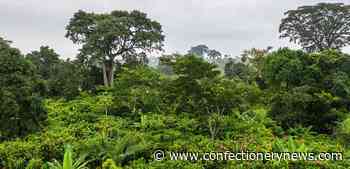 Nestlé makes 'good progress' with its forest positive agenda in cocoa, despite coronavirus impact - ConfectioneryNews.com