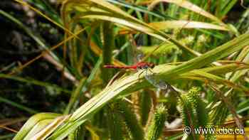 Heron, merganser, kingfisher nesting area protected by coastal forest purchase - CBC.ca