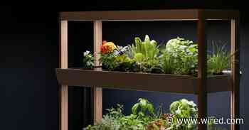 Want to Grow Your Own Food? Try a Hydroponic Garden