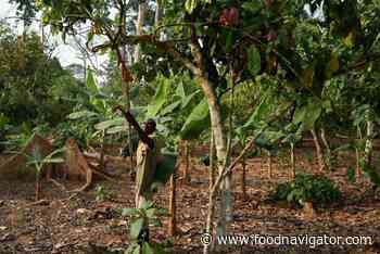 Barry Callebaut outlines 'becoming forest positive for 2021 and beyond' - FoodNavigator.com