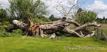 Brian Mittge Commentary: When a Tree Falls in the Forest of Time - Centralia Chronicle