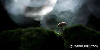 ‘Finding the Mother Tree’ Review: Seeing the Forest - The Wall Street Journal