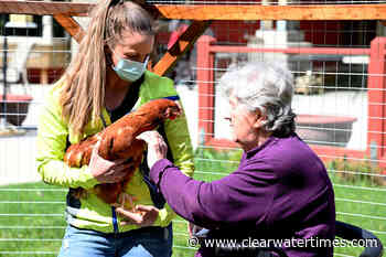 Forest View Place says hello to new chickens – Clearwater Times - Clearwater Times
