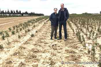 Dieven aan de haal met 150 jonge kerstbomen in Riemst