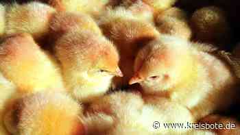 Landratsamt Starnberg verkündet Ende der Aufstallungspflicht im Landkreis - kreisbote.de