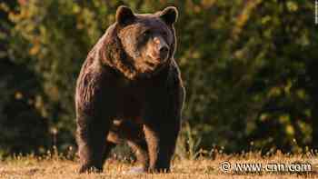 Prince accused after one of Europe's biggest bears was shot dead