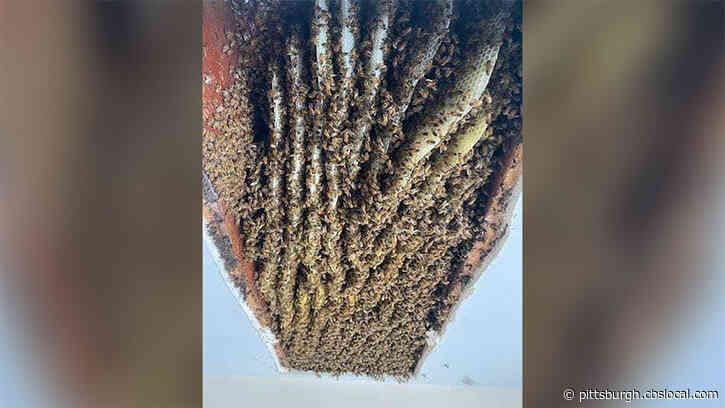 Georgia Woman Shocked To Find At Least 100,000 Bees In Her Home — For The Second Time