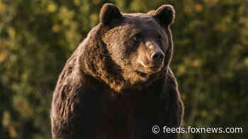 European prince killed largest bear in EU during hunting trip, environmentalists complain