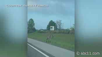 Law enforcement help capture loose zebra in middle Tennessee