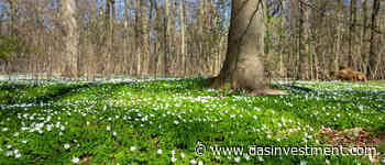 Lazard Global Convertible Investment Grade BondLazard Asset Management legt Wandelanleihenfonds auf - DAS INVESTMENT.com