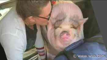 Service pig stolen from family visiting Houston died after being left in vehicle for hours - WSLS 10