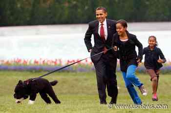 Obama Dog Bo, Once a White House Celebrity, Dies From Cancer