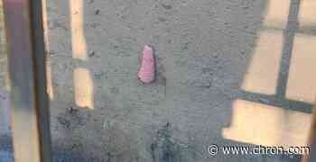 Invasive pink snail eggs are popping up on San Antonio’s River Walk
