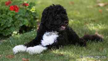 Barack Obama's dog Bo, once a constant presence at the White House, dies from cancer