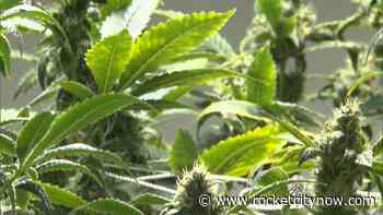 Medical marijuana in Alabama? It's just one signature away. - WZDX