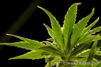 Medical marijuana reforms stalled amidst stalemate over full legalization - TribDem.com