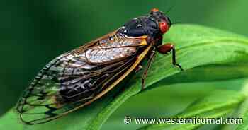 Trillions of Cicadas Starting to Emerge from Underground Across 15 States