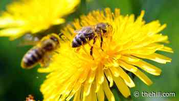 Scientists train bees to identify coronavirus infection | TheHill - The Hill