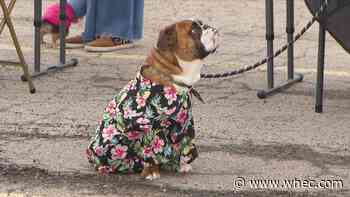 Fashion Week of Rochester holds casting call... for dogs